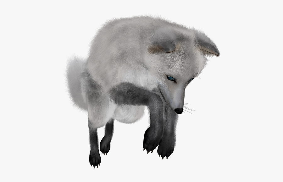 Arctic Fox Transparent Background, Transparent Clipart