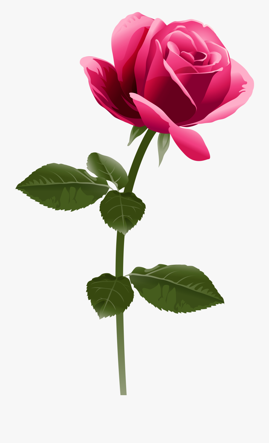 Pink Rose Png Clip Art Image - Pink Rose Png Hd, Transparent Clipart