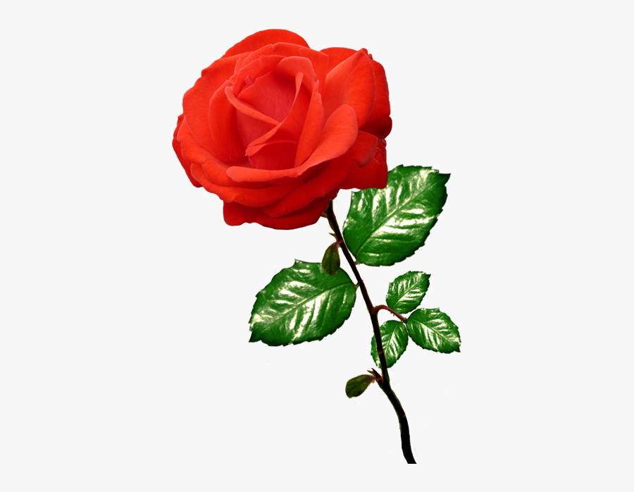 Red Rose Clipart Long Stalk - Clipart Picture Of Rose, Transparent Clipart