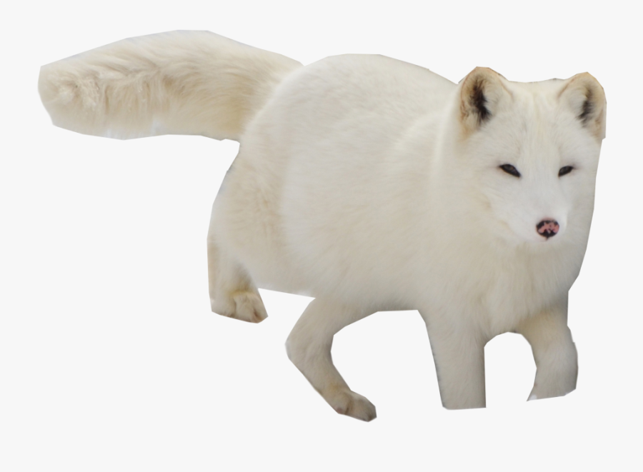 Arctic Fox, Transparent Clipart