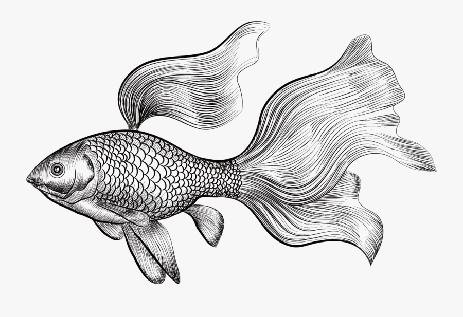 Betta Fish Sketch Png, Transparent Clipart