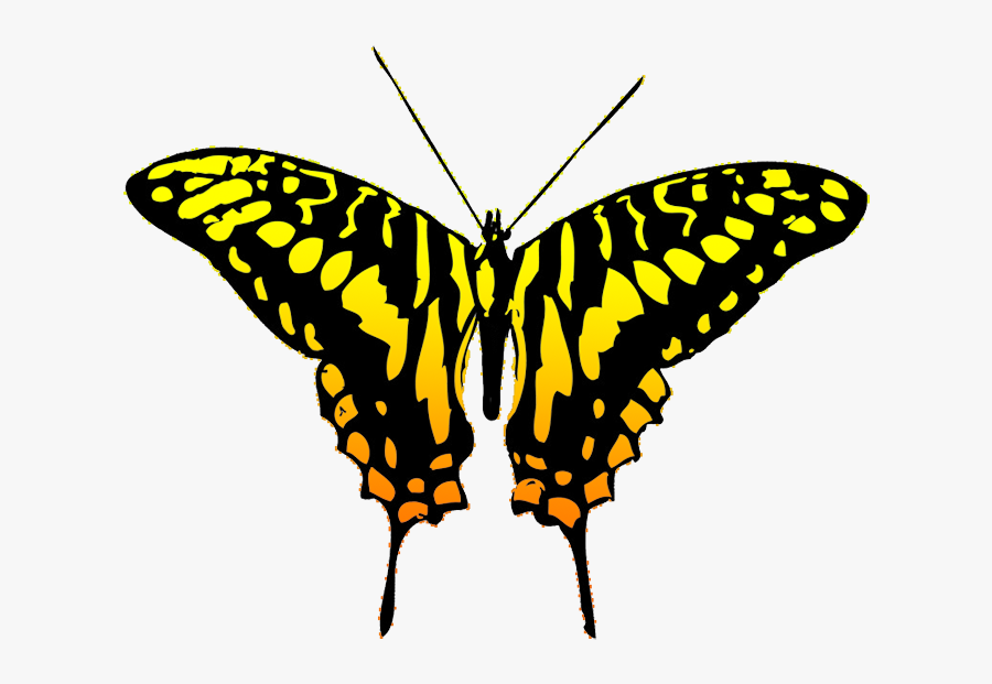 Black And Yellow Butterfly Clipart, Transparent Clipart