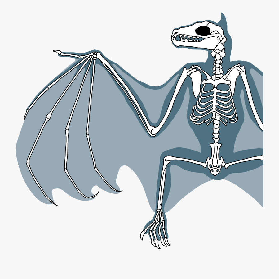 Clip Art Biology All About Bats - Flying Fox Wing Skeleton, Transparent Clipart