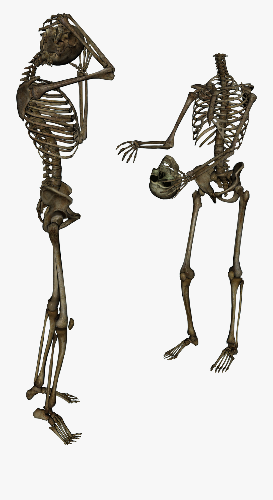 Human Skeleton Transparency And Translucency Clip Art - Surrenderdorothy Bones, Transparent Clipart