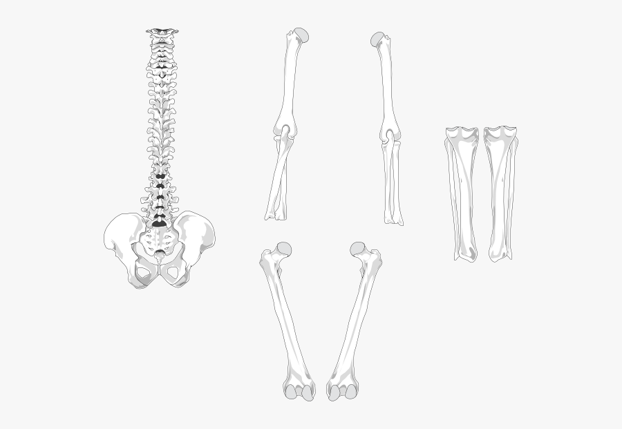 Skeleton Bones Black Png, Transparent Clipart