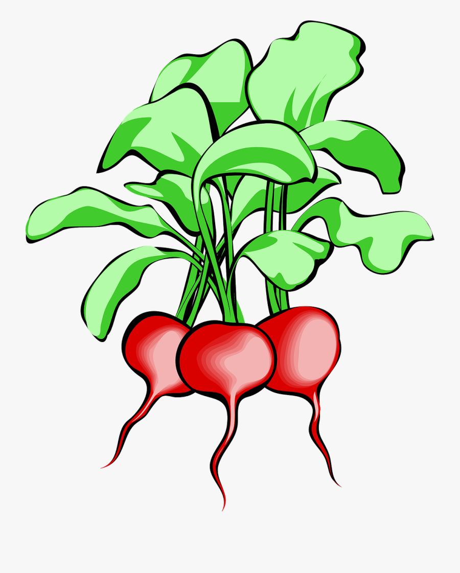 Radish Clipart, Transparent Clipart