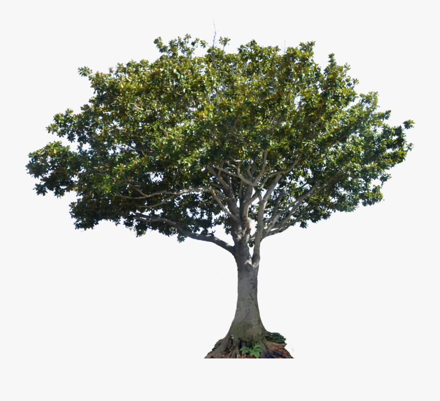 Clip Art Apple Tree Png - Transparent Background Apple Tree Png, Transparent Clipart