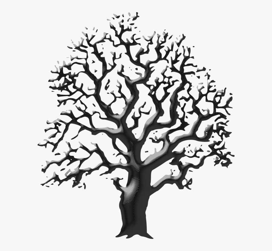 Botany,plant,leaf - Black And White Tree Drawn, Transparent Clipart