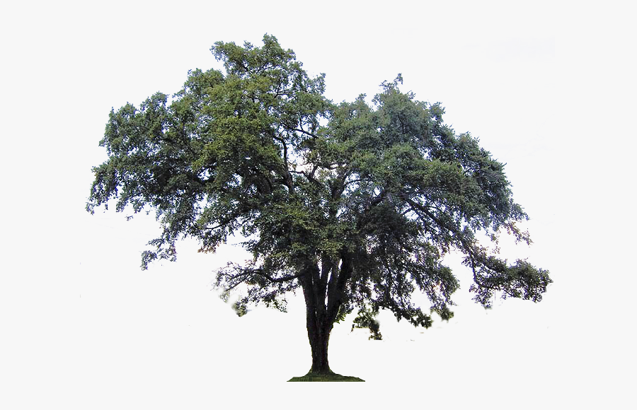 Ulmus Americana Southern Live Oak Tree Crab Clip Art - Elm Tree Transparent Background, Transparent Clipart