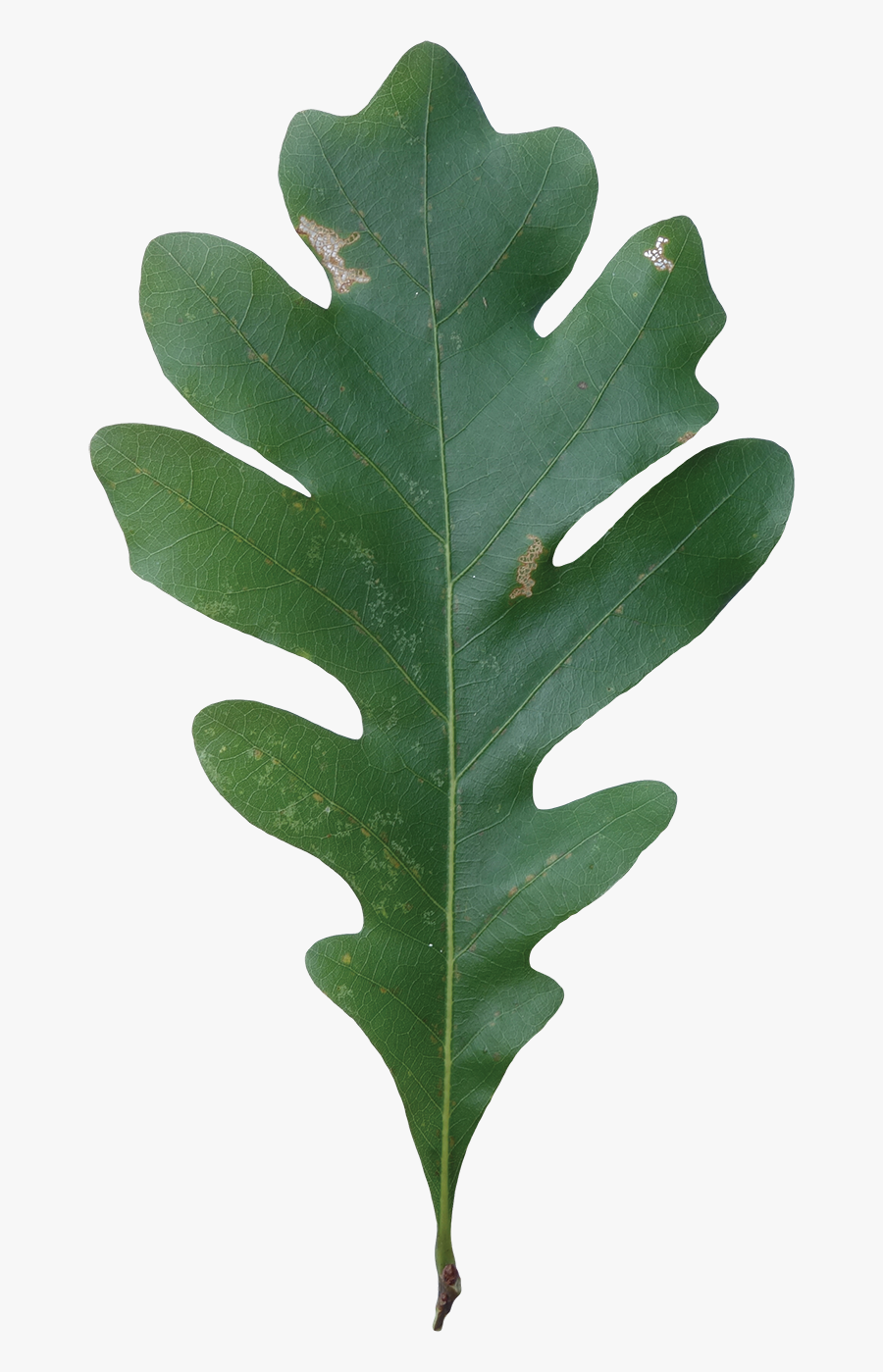 White Oak Leaf Hd, Transparent Clipart