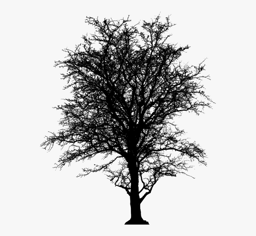 Leafless, Tree, Barren, Plant, Silhouette, Ecology - Silueta Arbol Png Sin Fondo, Transparent Clipart