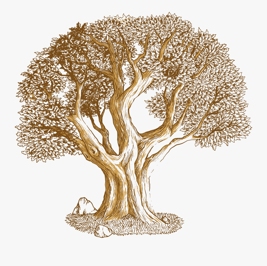 Clipart Library Euclidean Southern Live Transprent - Vector Oak Tree Illustration, Transparent Clipart