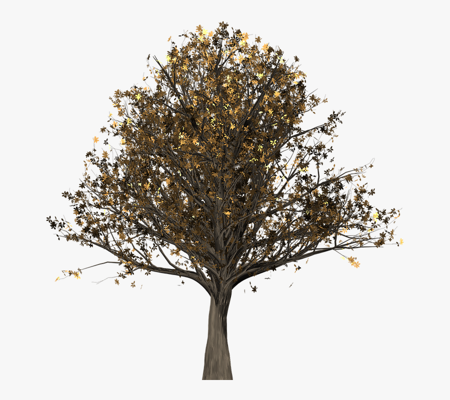 Oak, Transparent Clipart
