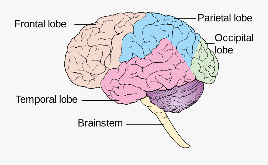 Human Brain Lobes Diagram, Transparent Clipart