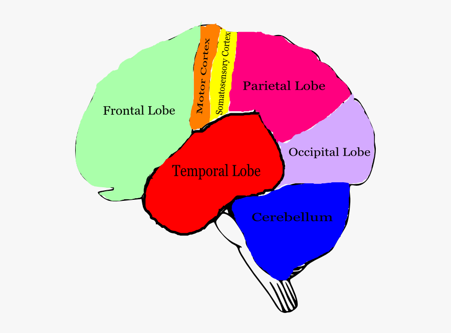 Brain Clipart With Labels, Transparent Clipart