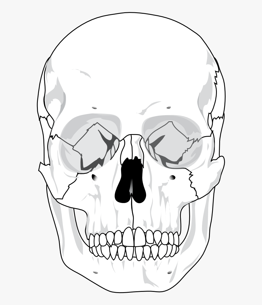 Human Skull Svg Clip Arts - Human Skull Diagram Blank, Transparent Clipart