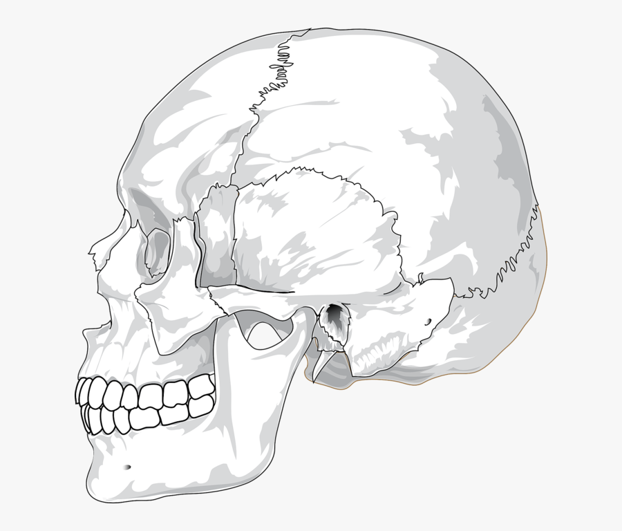 Human Skull Side View Svg Clip Arts - Human Skull Side View Drawing, Transparent Clipart