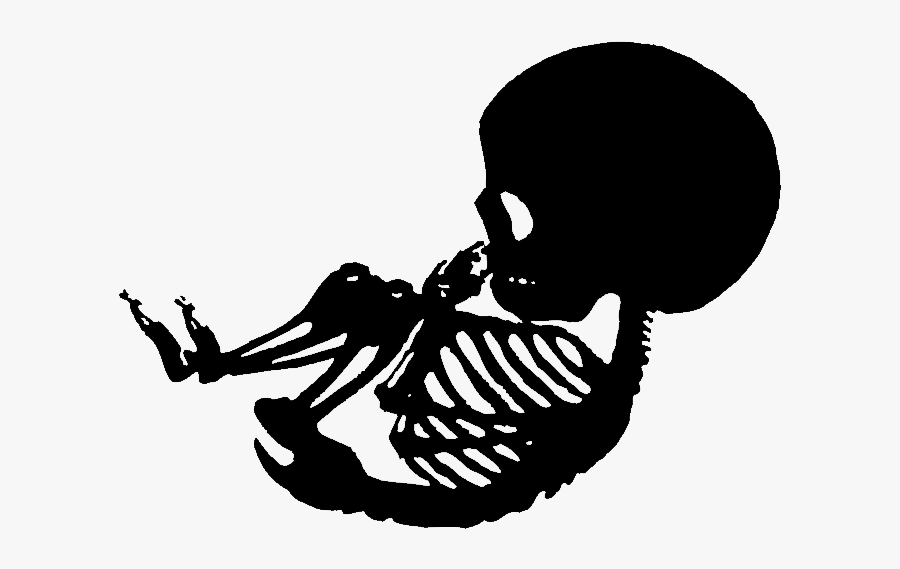Download Skeliton Clipart Baby Skeleton Baby Skeleton Clipart Black And White Free Transparent Clipart Clipartkey