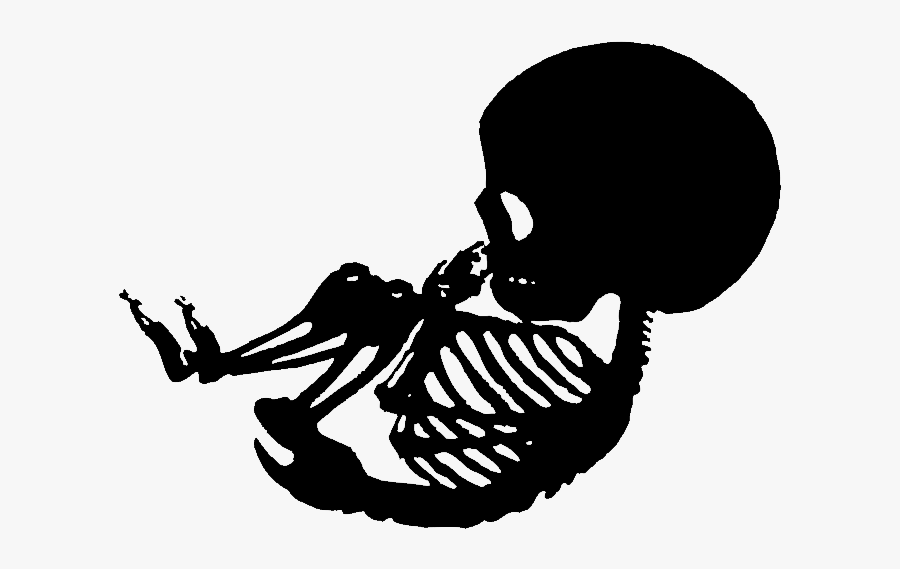 Skeliton Clipart Baby Skeleton - Baby Skeleton Clipart Black And White, Transparent Clipart