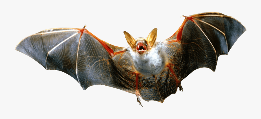 Vampire Bat Clip Arts - Bat Png, Transparent Clipart