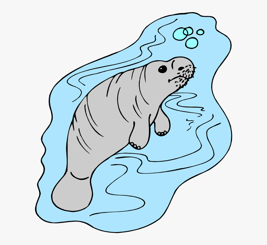 Manatee Clipart Cliparts And Others Art Inspiration - Manati Amazonico Dibujo, Transparent Clipart
