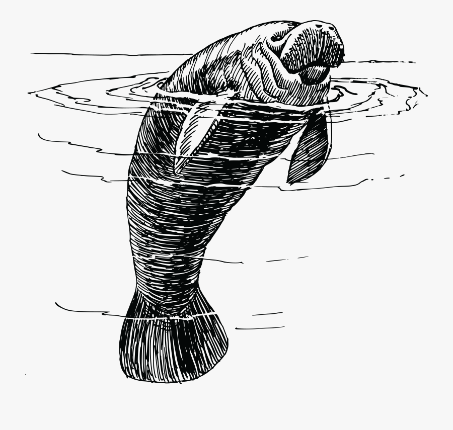 Manatee Manatee Black And White , Free Transparent Clipart ClipartKey