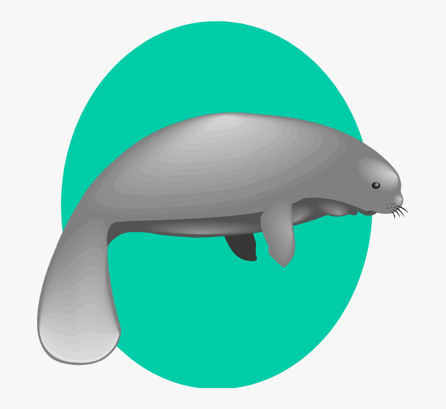 Manatee Clipart Free Clip Art Images - Manatee Vector Png, Transparent Clipart