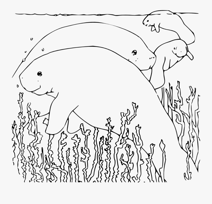 Free Vector Coloring Book Manatee Clip Art - Manatee Coloring Pages Printable, Transparent Clipart