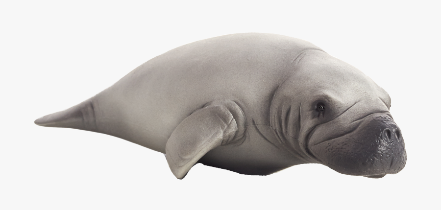 Clip Art Picture Of A Manatee - Manatee Png, Transparent Clipart