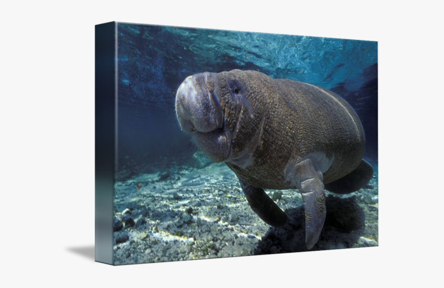 Clip Art Manatee Pictures - Underwater, Transparent Clipart