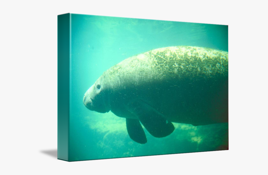 Clip Art Endangered West Indian Florida - Dugong, Transparent Clipart