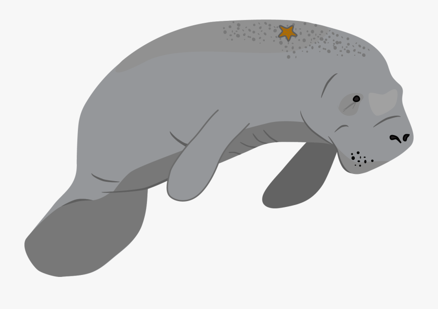 Manatee Png, Transparent Clipart