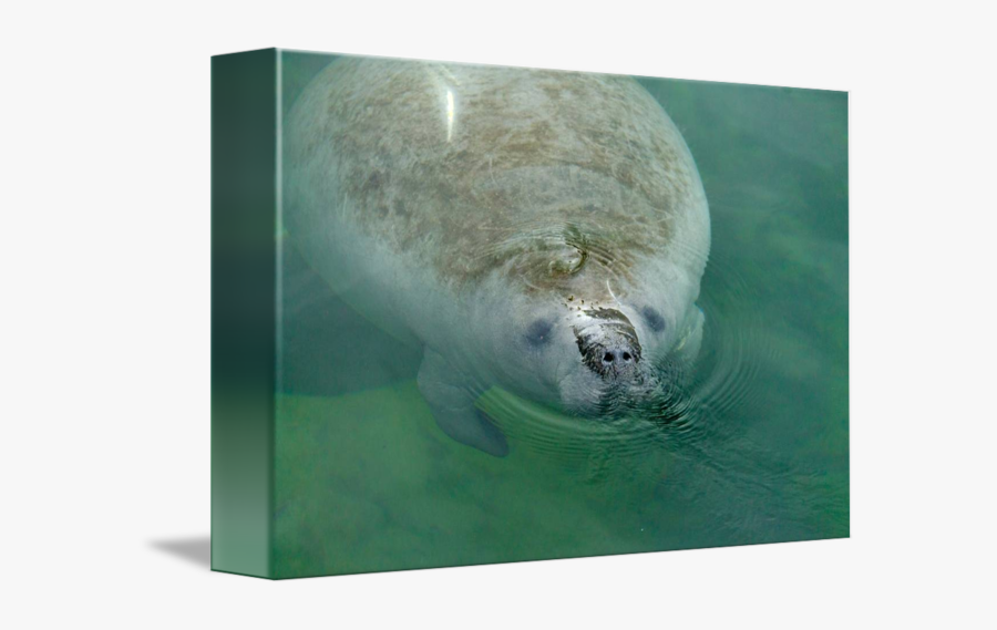 Clip Art Close Up By Valerie - Harbor Seal, Transparent Clipart