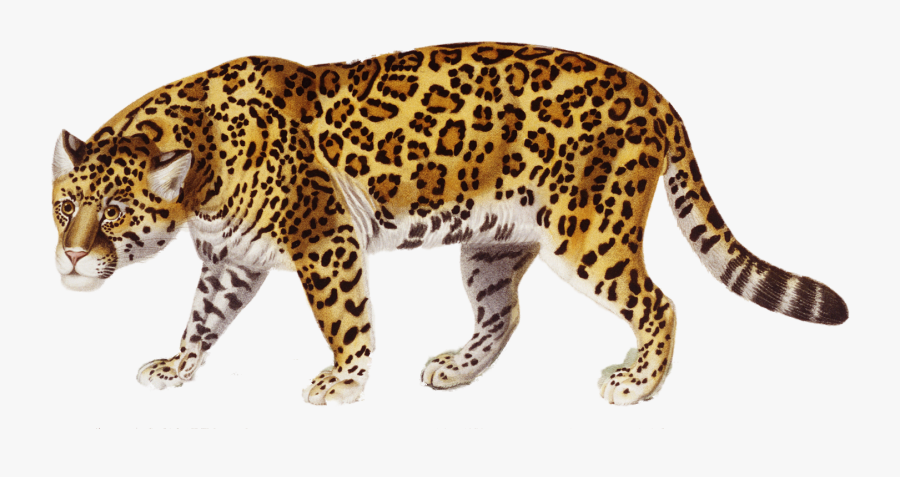 Jaguar Transparent Images Free Download Clip Art - Jaguar Png, Transparent Clipart