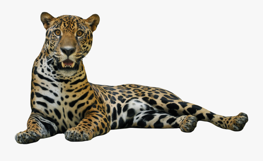 Jaguar Lying Down Transparent Stick Cliparts - Jaguar Png, Transparent Clipart