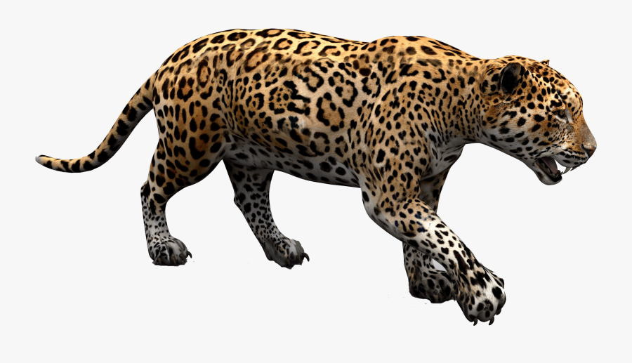 Jaguar Png, Transparent Clipart