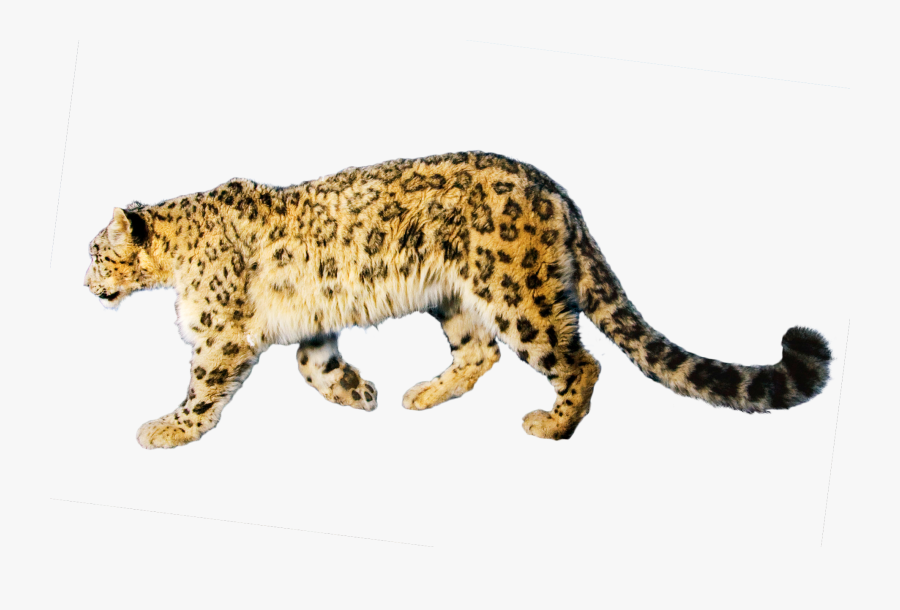 Download Jaguar Free Download Png - Snow Leopard Png, Transparent Clipart