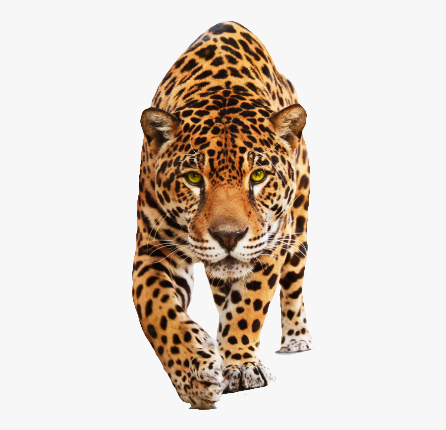 Best Free Jaguar Png Picture - Leopardo Png, Transparent Clipart