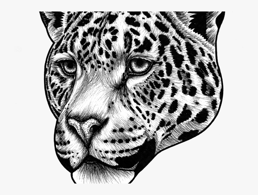 Transparent Jaguar Clipart Black And White - Jaguar Drawing, Transparent Clipart