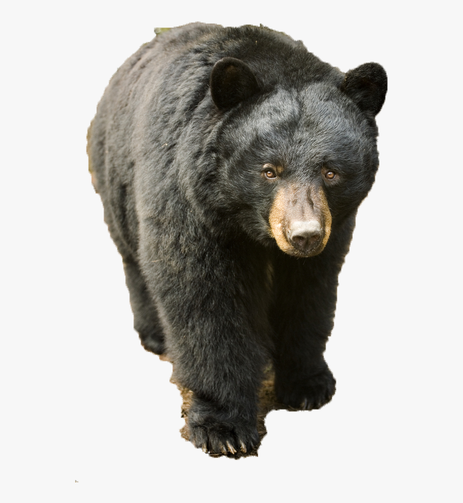 Clip Art Pictures Of Black Bear Cubs - Black Bear Transparent Background, Transparent Clipart