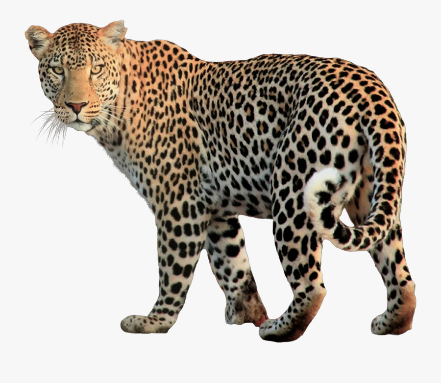 Jaguar Clipart Illustration - Jaguar Png, Transparent Clipart