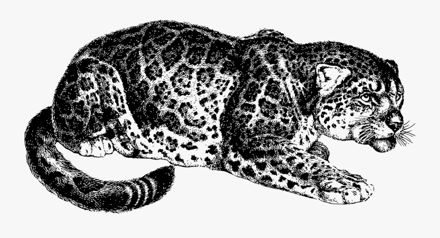 Animal, Cat, Feline, Jaguar, Mammal - Most Dangerous Game Png, Transparent Clipart