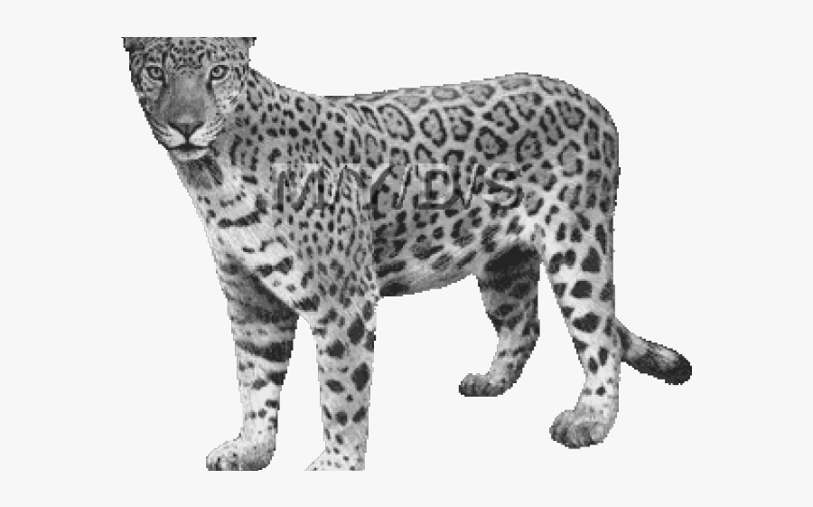 Jaguar Clipart Transparent Background - Rainforest Animals Facts Ks1, Transparent Clipart