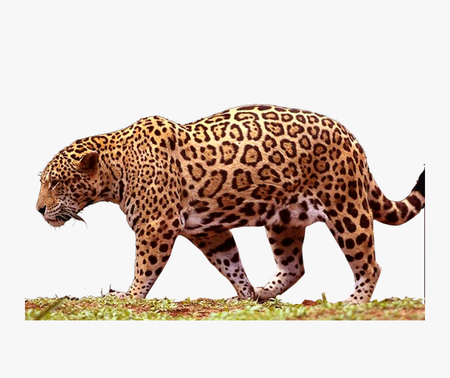 Best Free Jaguar Png - Jaguar Png, Transparent Clipart