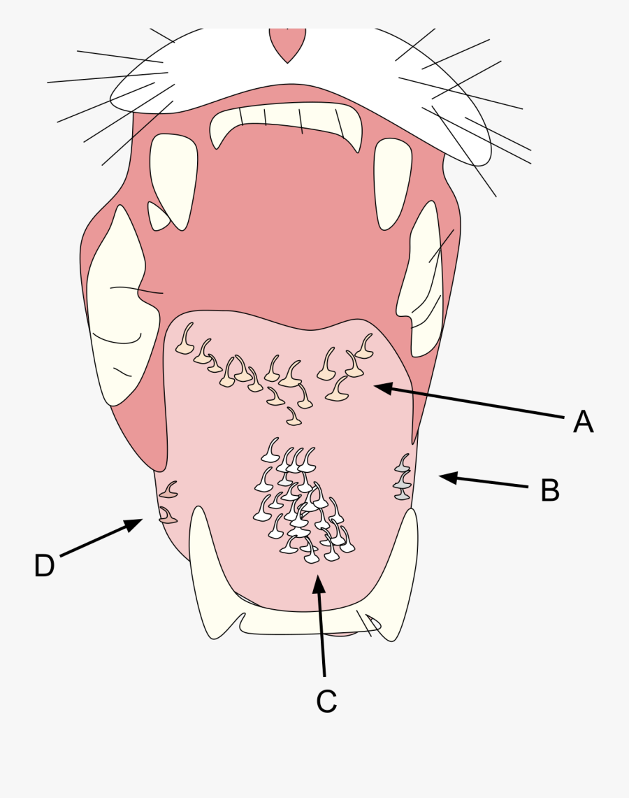 Cat Paw Anatomy, Transparent Clipart