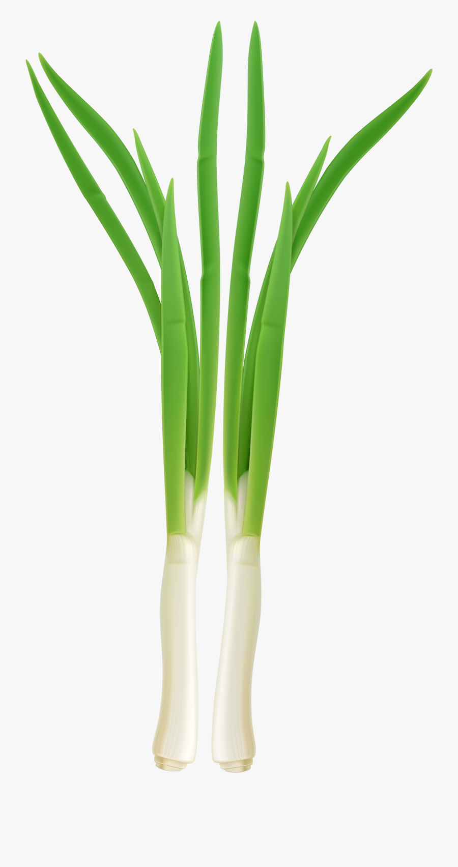 Fresh Onion Png Clipart - Clip Art, Transparent Clipart