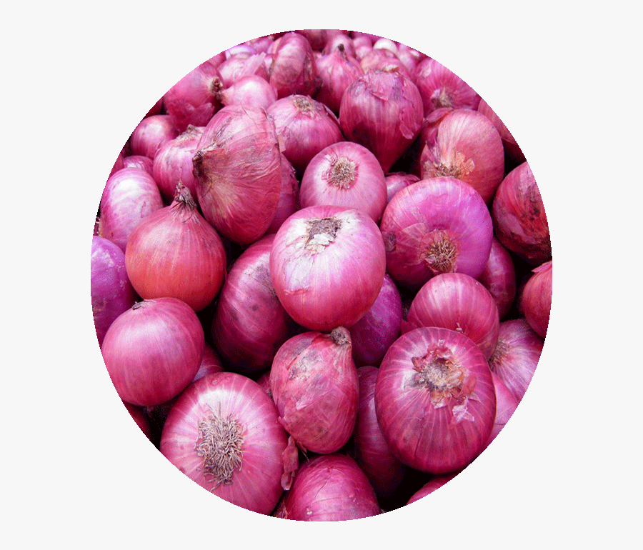 Onion Clipart Single - Onion Kg, Transparent Clipart