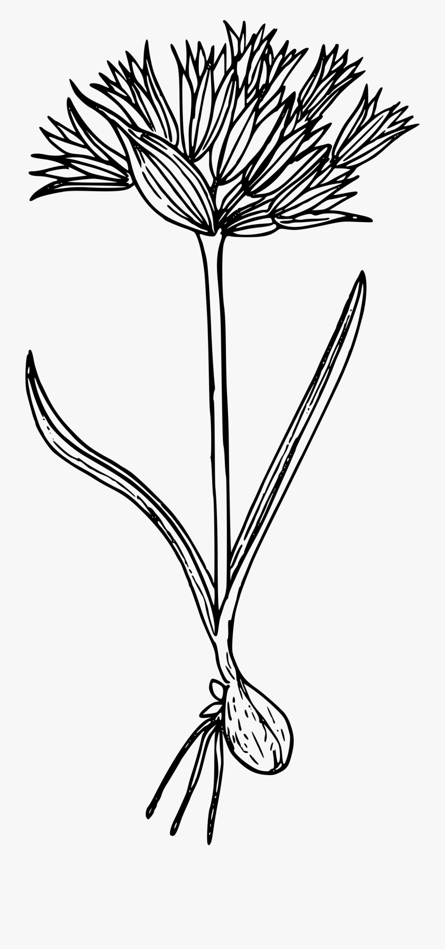 Blue Mountain Onion Clip Arts - Line Art, Transparent Clipart