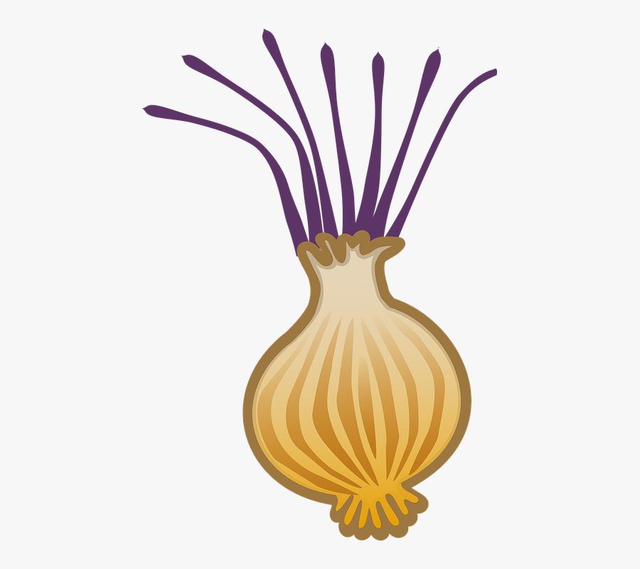 Onion, Allium, Brown Onion, Bulb Onion, Cooking - Clip Art, Transparent Clipart
