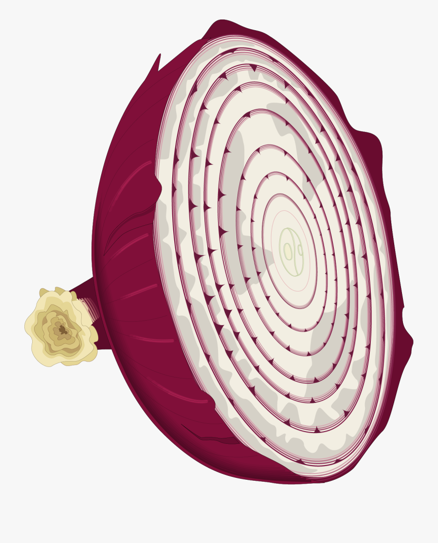 Transparent Onion Plant Png - Onion Clip Art, Transparent Clipart
